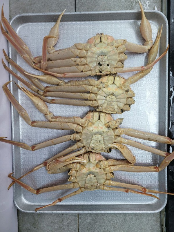 쩔뚝이대게 1kg