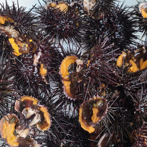 동해안 해녀 보라성게알 500g
