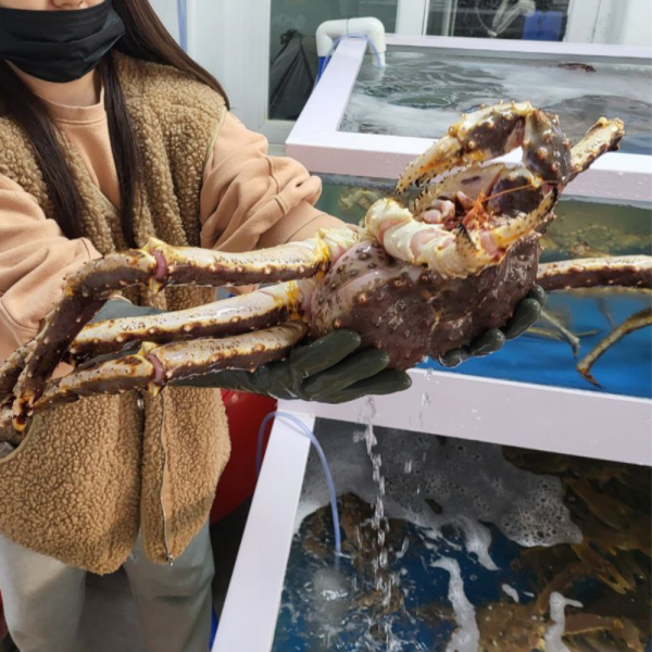 [생물]레드킹크랩