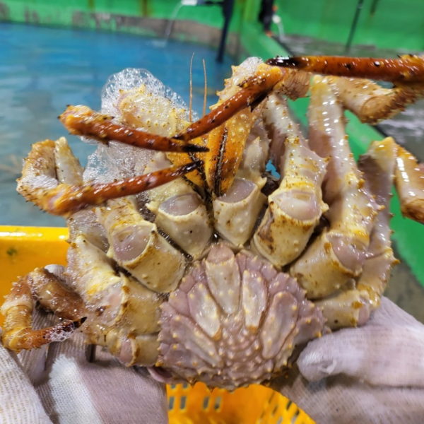 정품 브라운 킹크랩 1kg
