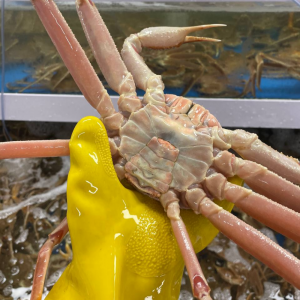 [ 생물 ]  러시아 대게 1kg